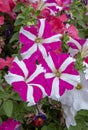 Glorious multi coloured Petunias Royalty Free Stock Photo