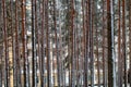 View of a multi-storey residential building through the snowy trunks of a pine forest