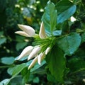 A view of multiple jasmine flower buds, A view of multiple flower buds, A view of jasmine flowers 3 Royalty Free Stock Photo