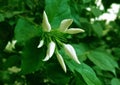 A view of multiple jasmine flower buds, A view of multiple flower buds, A view of jasmine flowers 4 Royalty Free Stock Photo