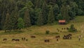 View for Muranska planina national park with horse with bells Royalty Free Stock Photo