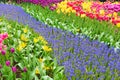 View of muscari path. Scagit Valley Tulip Festival in Washington.