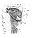 The view of muscles of neck from the side in the old book the Human Anatomy Basics, by A. Pansha, 1887, St. Petersburg