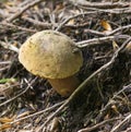 View of mushroom of Boletaceae family