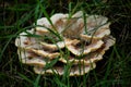 View of mushrooms growing on mountain meadows