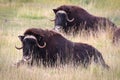 View of muskoxen laying down in the grass Royalty Free Stock Photo