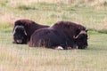 View of muskoxen laying down in the grass Royalty Free Stock Photo