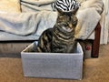 A view of my cat Jess in a box