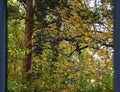 View from my window. Forest autumn landscape. Forest in September. Trunks of various types of trees. Royalty Free Stock Photo