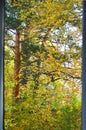 View from my window. Forest autumn landscape. Forest in September. Trunks of various types of trees. Royalty Free Stock Photo