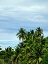 View from my window, Siolim Goa