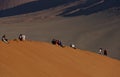 People on sand dune, Namibia Royalty Free Stock Photo