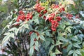 View of Nandina domestica