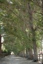 View of narrow country lane amid trees