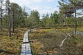 View of a narrow trail of planks passing through the Viru Raba bog in Estonia in forest of pines HDR image