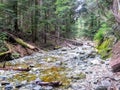 A view of a natural creek with running water and rocks, surrounded by a forest of cedar and fur evergreen trees Royalty Free Stock Photo