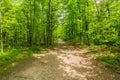 view of natural fresh green forest with trail, path, landscape in Ontario Halton Hills Royalty Free Stock Photo