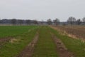 View on a natural path between the cultivated land in rhede emsland germany Royalty Free Stock Photo