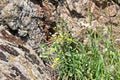 A view of natural stones from granite covered with moss and lichen on the background of grass, flowers and a blue sky with clouds. Royalty Free Stock Photo