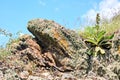 A view of natural stones from granite covered with moss and lichen on the background of grass, flowers and a blue sky with clouds. Royalty Free Stock Photo