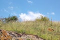 A view of natural stones from granite covered with moss and lichen on the background of grass, flowers and a blue sky with clouds. Royalty Free Stock Photo