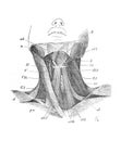 The view of neck muscles in the old book the Human Anatomy Basics, by A. Pansha, 1887, St. Petersburg Royalty Free Stock Photo