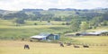 New Zealand farming industry in North Island countryside