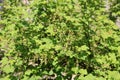 Racemes of newly formed red currants on shrub