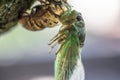 Newly Molted Cicada on a Tree Royalty Free Stock Photo