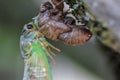 Newly Molted Cicada on a Tree Royalty Free Stock Photo