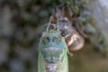 Newly Molted Cicada on a Tree Royalty Free Stock Photo