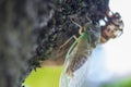 Newly Molted Cicada on a Tree Royalty Free Stock Photo