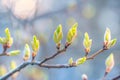 View of newly sprouted green buds on a tree branch, Freshly sprouted buds on trees Royalty Free Stock Photo