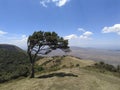 View of the Ngong Hills with a lone wind blown tree in Kenya Royalty Free Stock Photo