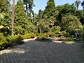 In the Batumi`s Batanic Garden