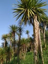 In the Batumi`s Batanic Garden