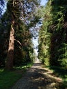 In the Batumi`s Batanic Garden