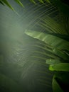 view of nice mist  green tropical jungle Royalty Free Stock Photo