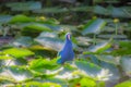 View of a nice purple gallinule bird in the Evergaldes Royalty Free Stock Photo