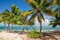 View of nice tropical background with coconut palms. Royalty Free Stock Photo