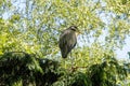 View of a night heron sitting on a tree, Nycticorax nycticorax Royalty Free Stock Photo
