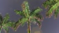 View of night palm tree Royalty Free Stock Photo