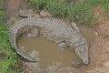 NILE CROCODILE IN PUDDLE OF WATER