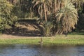 View of the Nile river from a boat