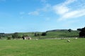 View of the Norber Erratics, from Austwick farmland 3, Lancaster, England. Royalty Free Stock Photo