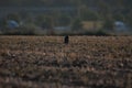 View of a Northern goshawk perched on a dried lawn in sunlight