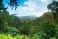 Looking into the tropical rainforest of Trinidad