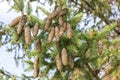 Norway spruce cones, Picea Abies Royalty Free Stock Photo