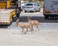 View of Nubian ibex goat