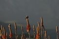 A sparrow sits on an aloe flower